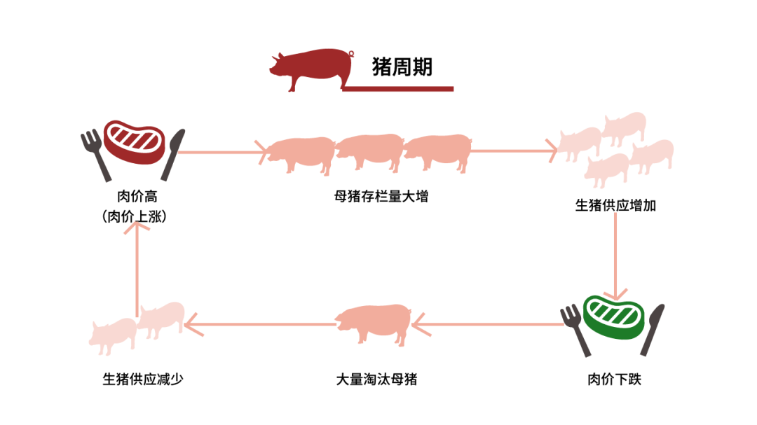 中国养猪业需要“鲶鱼效应”