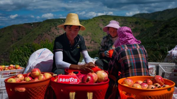 科技兴农到跨境出海，拼多多让高质量消费的“种子”洒满世界